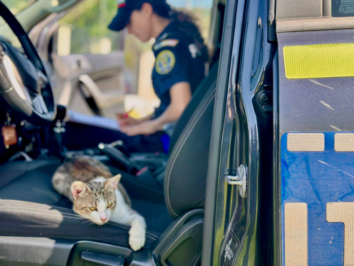 Avertisment pentru toți șoferii! Nu vă lăsați câinele sau pisica în mașină pe caniculă. Poliția poate lua animalul și puteți răspunde în fața legii!