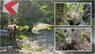 ATENȚIE, TURIȘTI! Pericol la intrarea pe Valea lui Stan. „Și-au făcut un obicei să lenevească chiar lângă asfalt!”