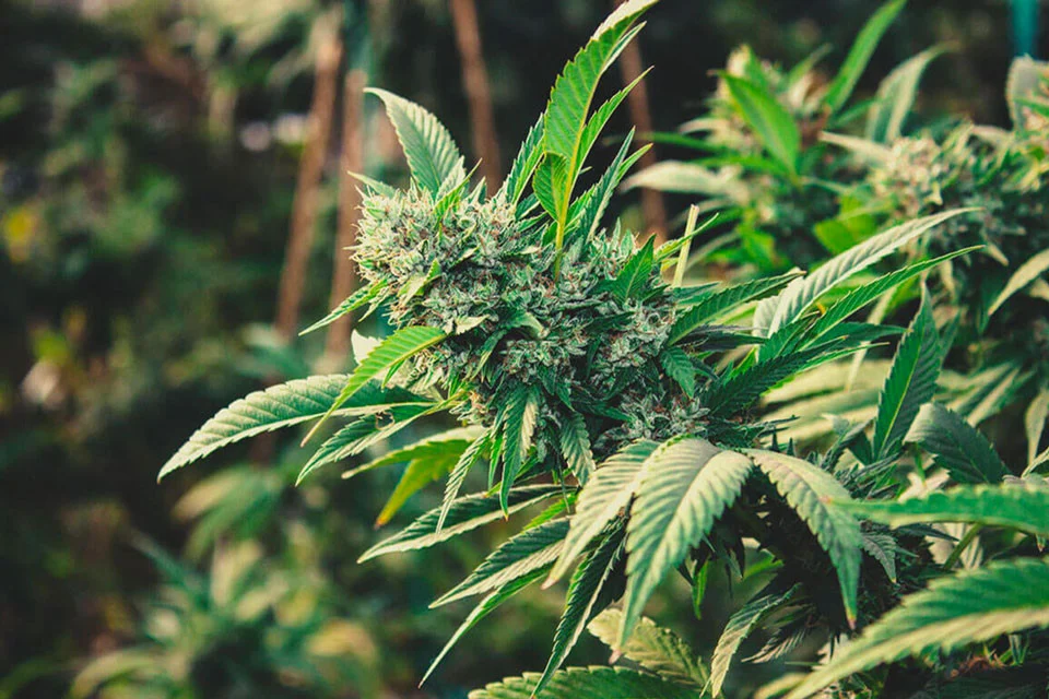 DESCOPERIRE ȘOCANTĂ LÂNGĂ ARGEȘ! Cultură ilegală de canabis, cu plante de până la 4 metri