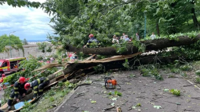 TRAGEDIE! Și-a găsit SFÂRȘITUL sub copacul pe care îl tăia! Bărbat de 61 de ani, mort într-un CUMPLIT ACCIDENT!