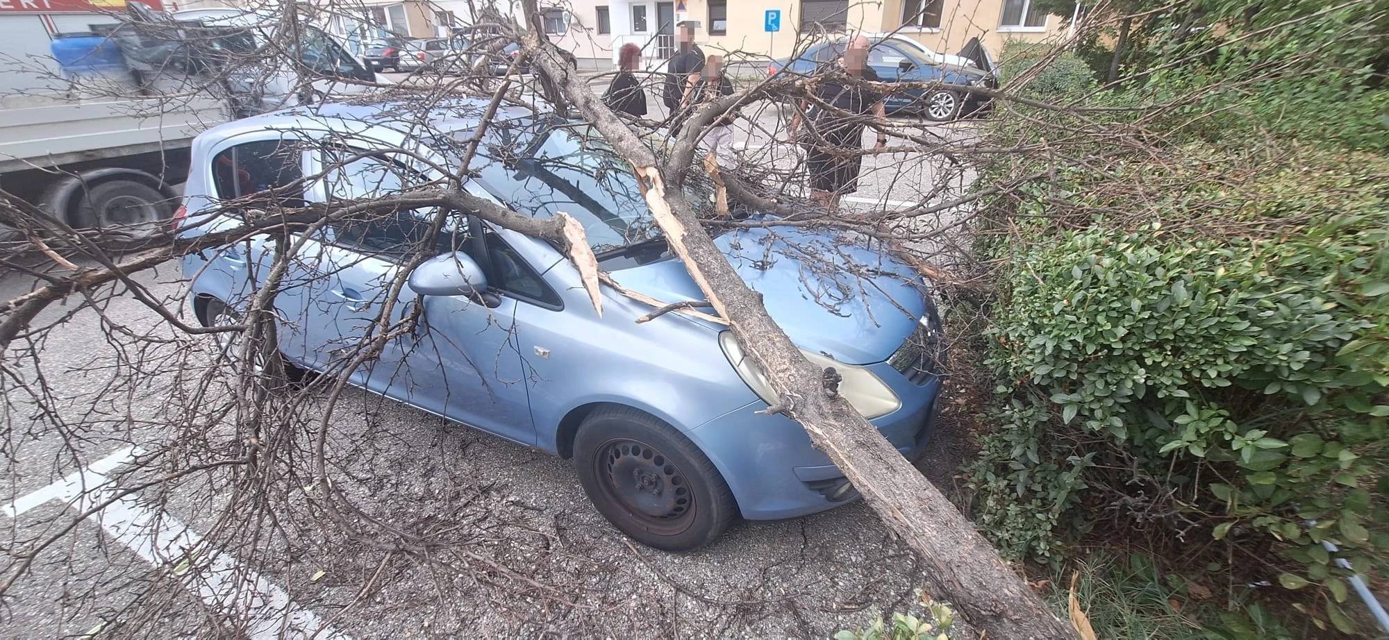 ACUM! Copac prăbușit peste o mașină în Prundu! S-a intervenit de urgență!