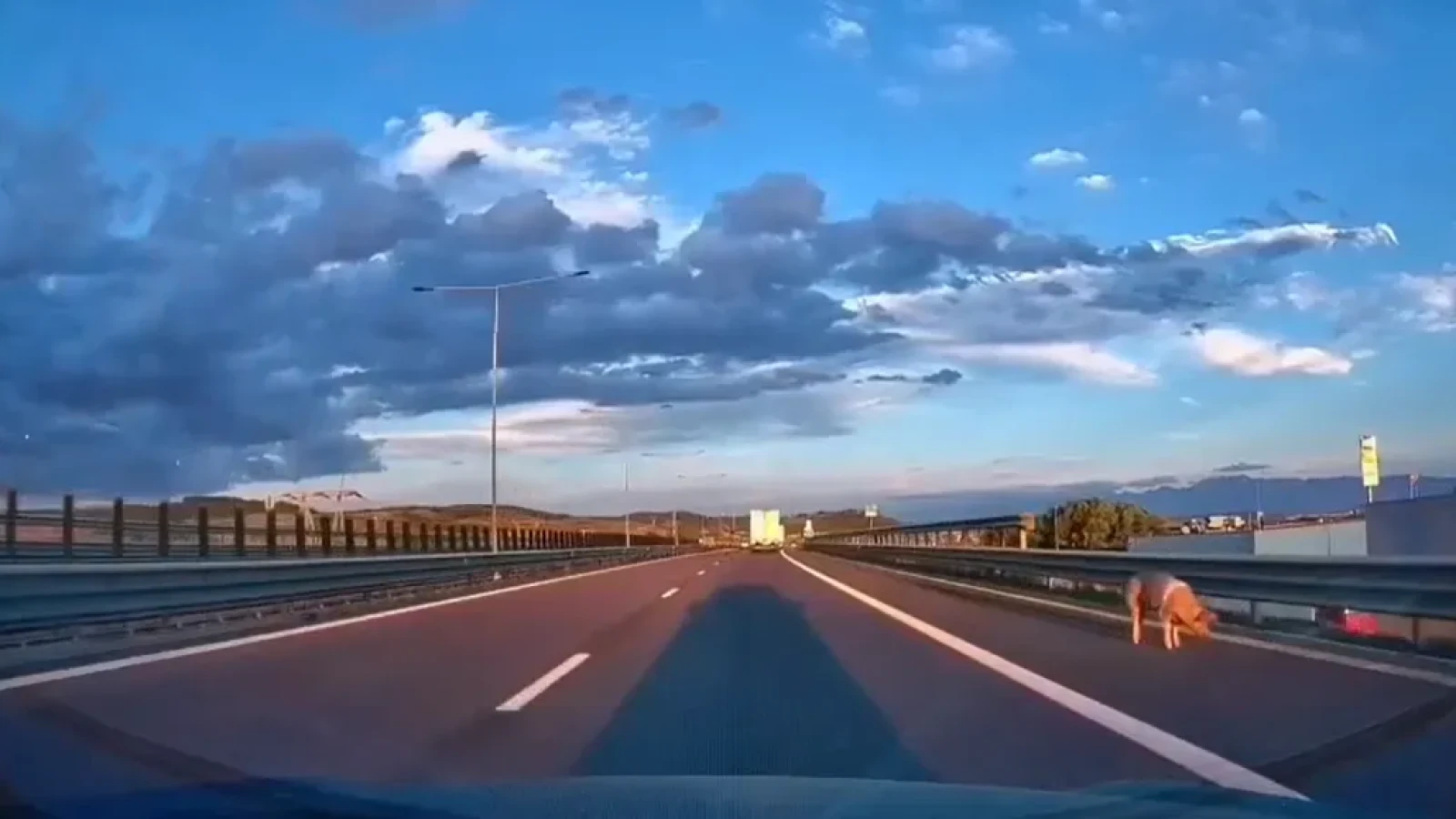 SCENE INCREDIBILE pe autostrada A1! Un porc a sărit din remorcă și s-a plimbat pe banda de urgență. Șoferul a fost amendat!
