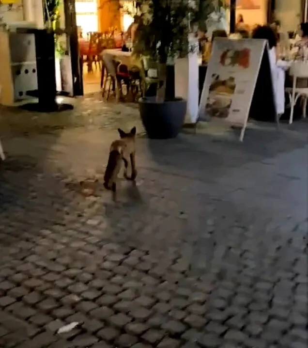 O vulpe PLIMBĂREAȚĂ a ajuns din fața Tribunalului București direct în Centrul Vechi și a intrat într-un restaurant