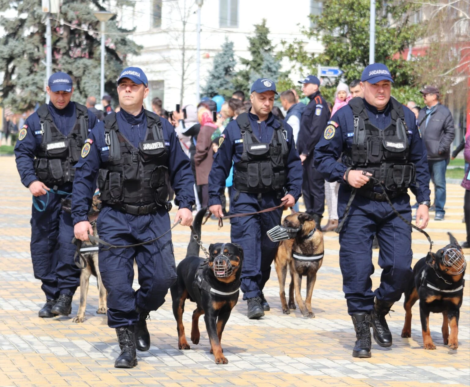 ALERTĂ MAXIMĂ în Argeș! JANDARMII au împânzit județul: zeci de INTERVENȚII după apariția urșilor în zonele locuite!