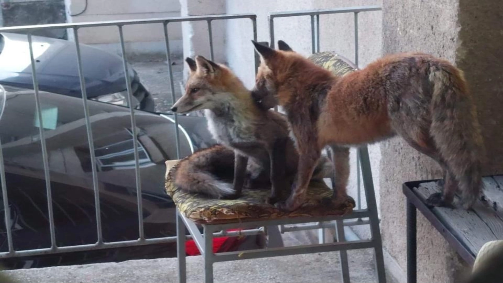 Vulpile au „invadat” un sat! Oamenii se tem să mai iasă din case: animalele au ajuns până lângă școală!