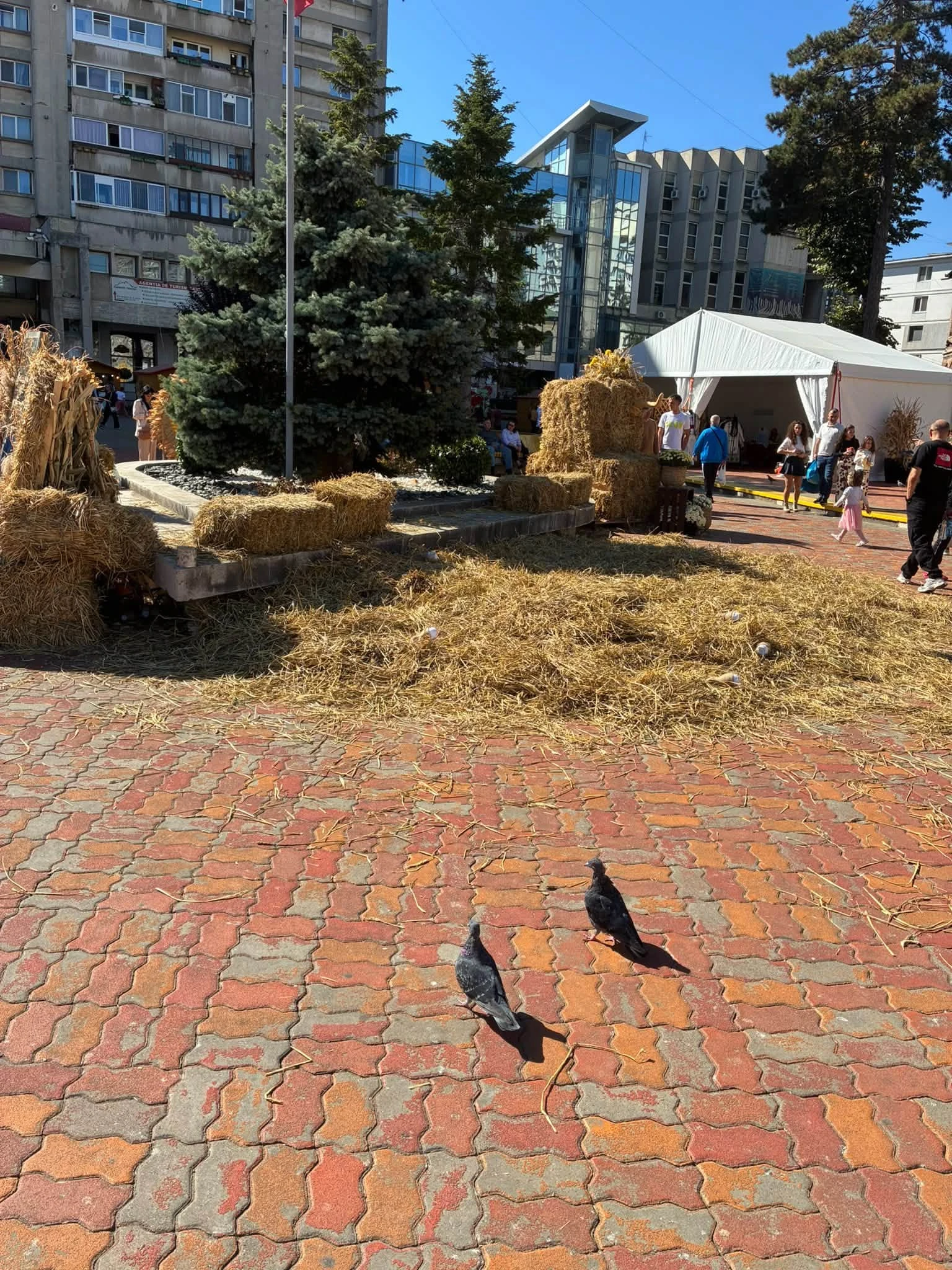BREAKING! VANDALISM în centrul Piteștiului, la TOAMNA PITEȘTEANĂ! Salpitflor Green: „Suntem nevoiți să…”