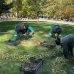 SPECTACOL DE CULOARE ÎN LUNCA ARGEȘULUI! 10.000 de bulbi de lalele, plantați pentru Simfonia Lalelelor!