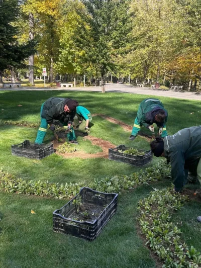 SPECTACOL DE CULOARE ÎN LUNCA ARGEȘULUI! 10.000 de bulbi de lalele, plantați pentru Simfonia Lalelelor!