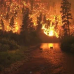 „ALERTĂ! TREI FOCARE DE INCENDIU, ÎN APROPIEREA MĂNĂSTIRII BOIA”