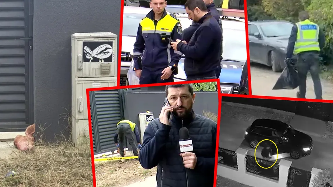 ȘOCANT! Al DOILEA CAP DE PORC găsit la o firmă a lui MARIUS LULEA! COFONDATORUL AUR – acuzații dure la adresa lui Simion!