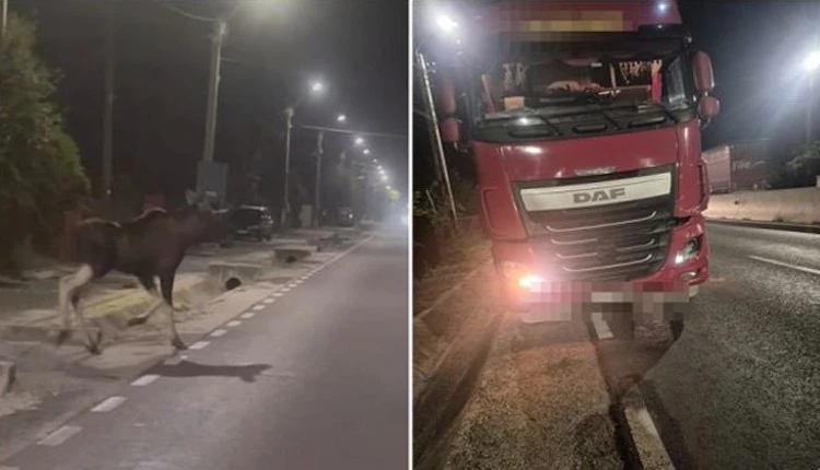 ARGEȘ. ACCIDENT GRAV pe DN 73, la Mărăcineni! Un animal a MURIT după ce a fost SPULBERAT de TIR! 