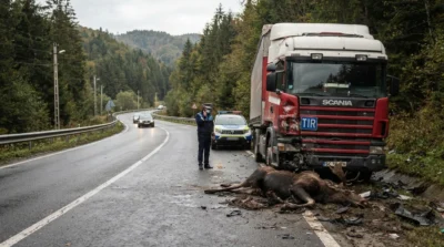 Imagini șocante pe DN 73 în Argeș!!! Un elan rătăcit a fost spulberat de un TIR !!