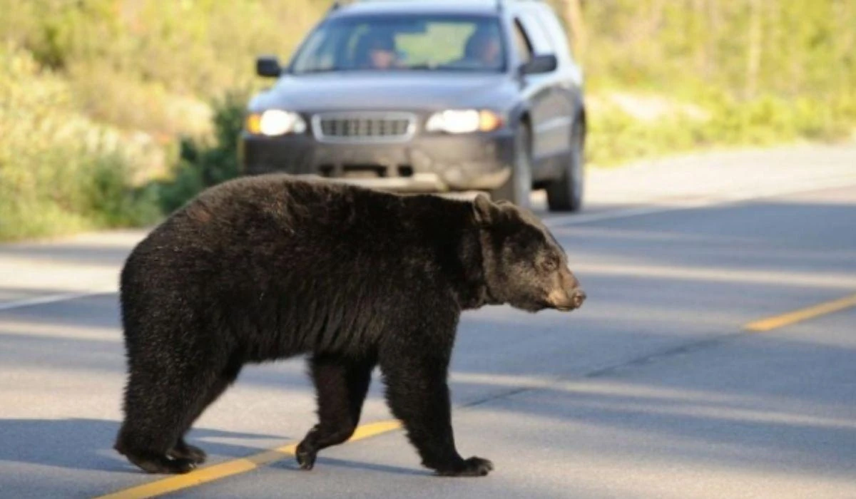 Alertă în Argeș! Bărbat atacat de urs. Animalul s-a lovit de mașină și a creat haos!