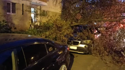MOMENT DE PANICĂ în Pitești! Copac prăbușit peste două mașini parcate! Pompierii au intervenit de urgență!