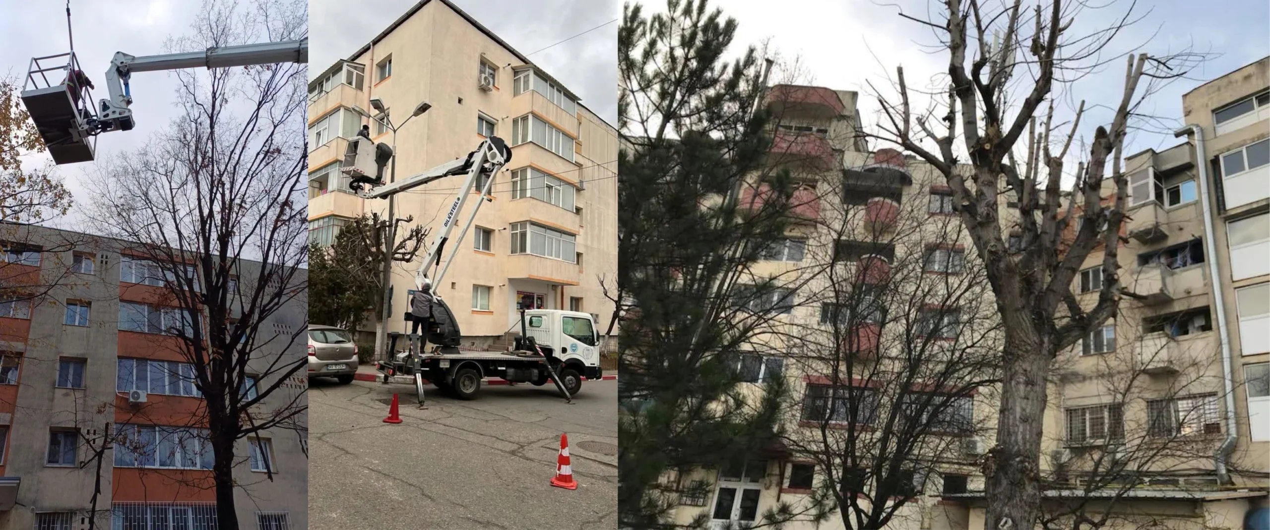 SEdC Mioveni: Cum poți solicita tăierea sau toaletarea unui arbore periculos. Ce documente sunt necesare!