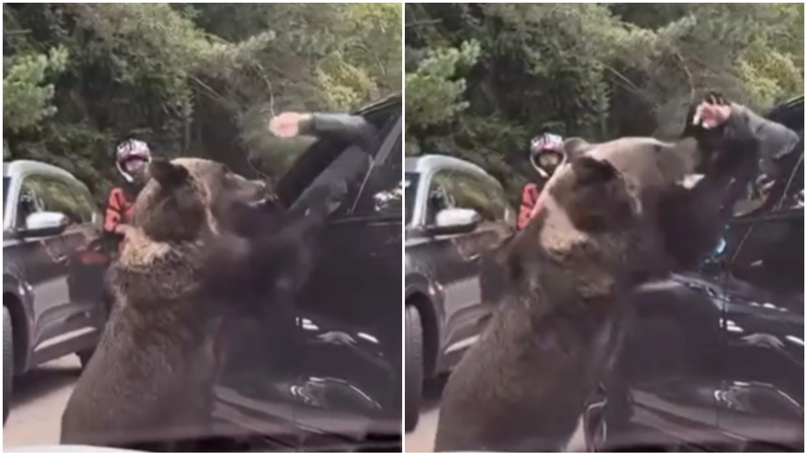 ALERTĂ pe Transfăgărășan! Turist polonez atacat de o ursoaică! GESTUL INCONȘTIENT al bărbatului!