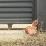 SCANDAL EXPLOZIV! Marius Lulea reclamă o amenințare cu moartea. George Simion, indicat în plângere! A găsit un cap de porc în fața casei și a sesizat Poliția!