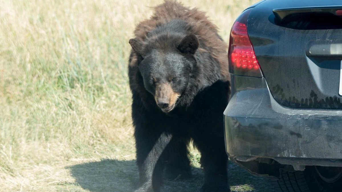 Scene INCREDIBILE! Un URS a semănat TEROARE! A intrat într-un Subaru și a DISTRUS totul!